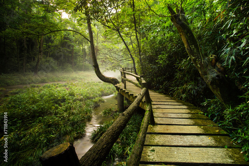 a wooden walkway through a leafy green forest, chine  photo