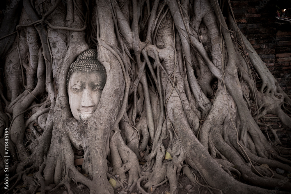 a statue sinking into new tree roots Ayutthaya Thailand Sukhothai - obrazy, fototapety, plakaty 