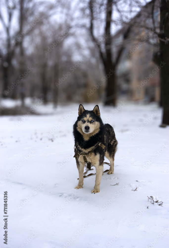 Siberian Husky on a walk in the snow - this is his favorite walk Siberian Husky on a walk in the snow - this is his favorite walk
