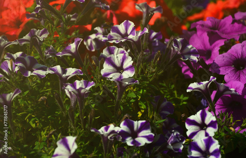 Flowerbed with multicoloured purple and violet petunias. Macro shot of beautiful colourful petunia  Petunia hybrida  flowers