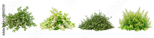 Spirea Flower Pile Of Heap Of Piled Up Together Hyperrealistic Highly Detailed Isolated On Transparent Background Png File