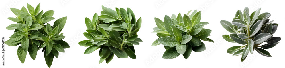 Sage herb png. set of sage plant leaves png. sage png. sage top view png. sage flat lay png. sage plant. Salvia officinalis. common sage isolated
Sage herb png. set of sage plant leaves png. sage png. sage top view png. sage flat lay png. sage plant. Salvia officinalis. common sage isolated