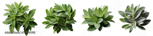 Sage herb png. set of sage plant leaves png. sage png. sage top view png. sage flat lay png. sage plant. Salvia officinalis. common sage isolated 