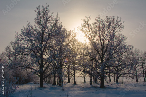 The trees, covered with fresh fluffy snow, are symmetrically arranged in the background light. The sun is shining through the trees. © Ya