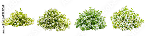 Sweet Alyssum Flower Pile Of Heap Of Piled Up Together Hyperrealistic Highly Detailed Isolated On Transparent Background Png File
