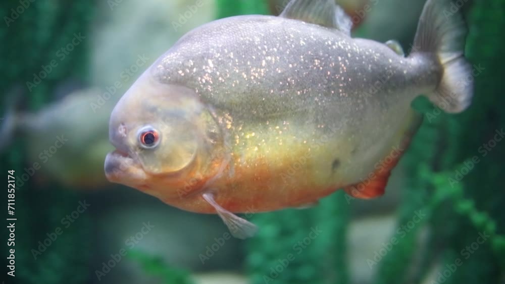 Fish with shiny squama slowly swims in water with green algae Fish with shiny squama slowly swims in water with green algae