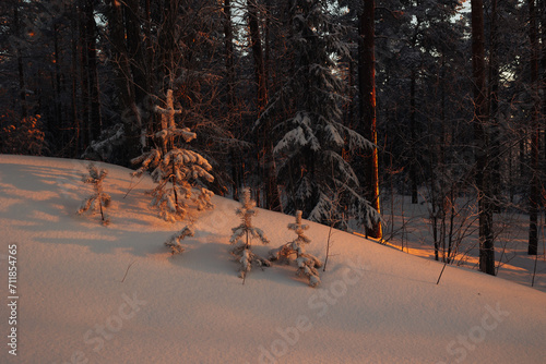 snow forest