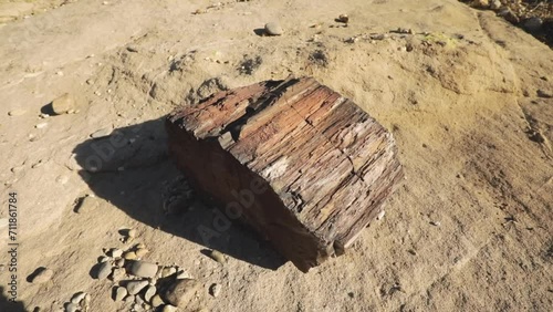 Fossilized wood. Closeup view of the remains of a fossilized tree from the jurassic period, in the Patagonian desert. photo