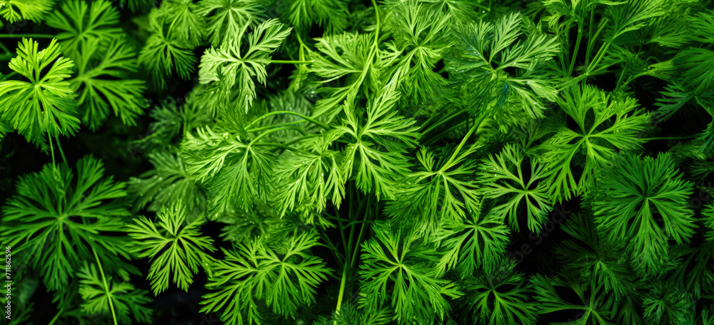Fresh green dill leaves herbs, with water drops over it, closeup macro detail. Generative AI Fresh green dill leaves herbs, with water drops over it, closeup macro detail. Generative AI