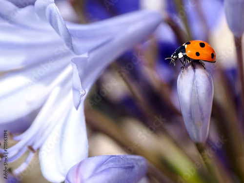 Closeup of seven spots ladybug (Coccinella septempunctata) on blue agapanthus photo