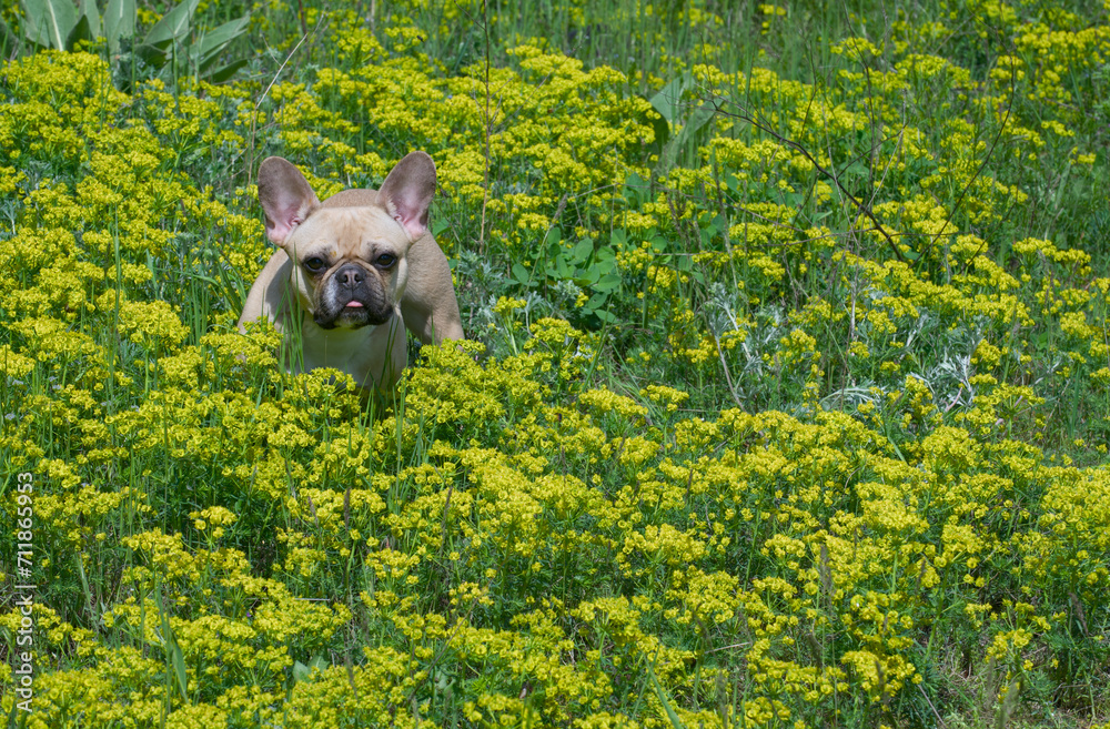 Bulldog standing in a sunlit meadow among yellow wildflowers and looking intensely at the camera.