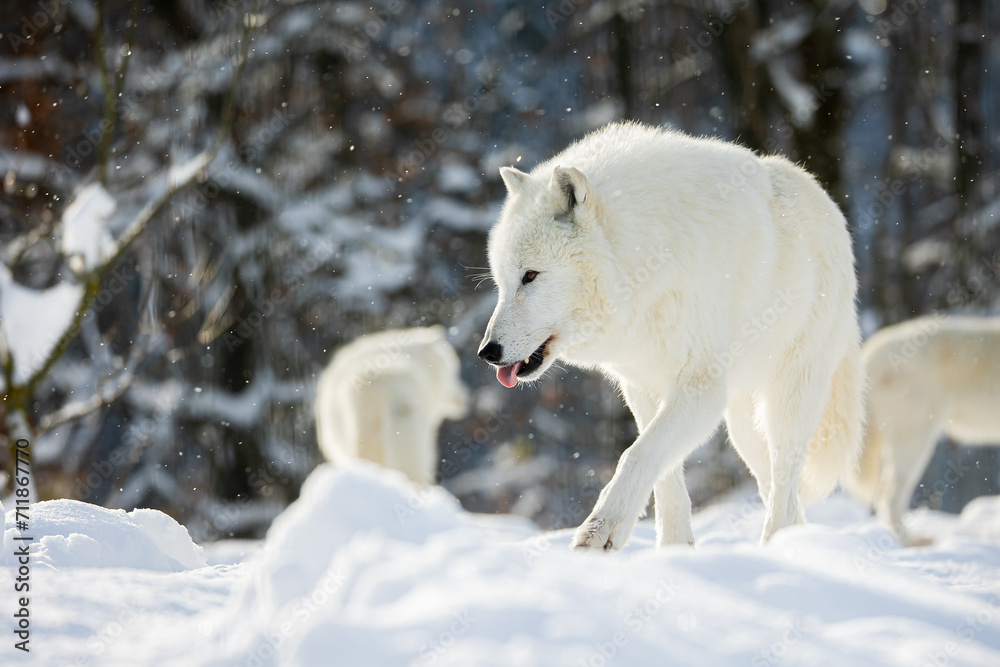 male Arctic wolf (Canis lupus arctos) pack during snowfall