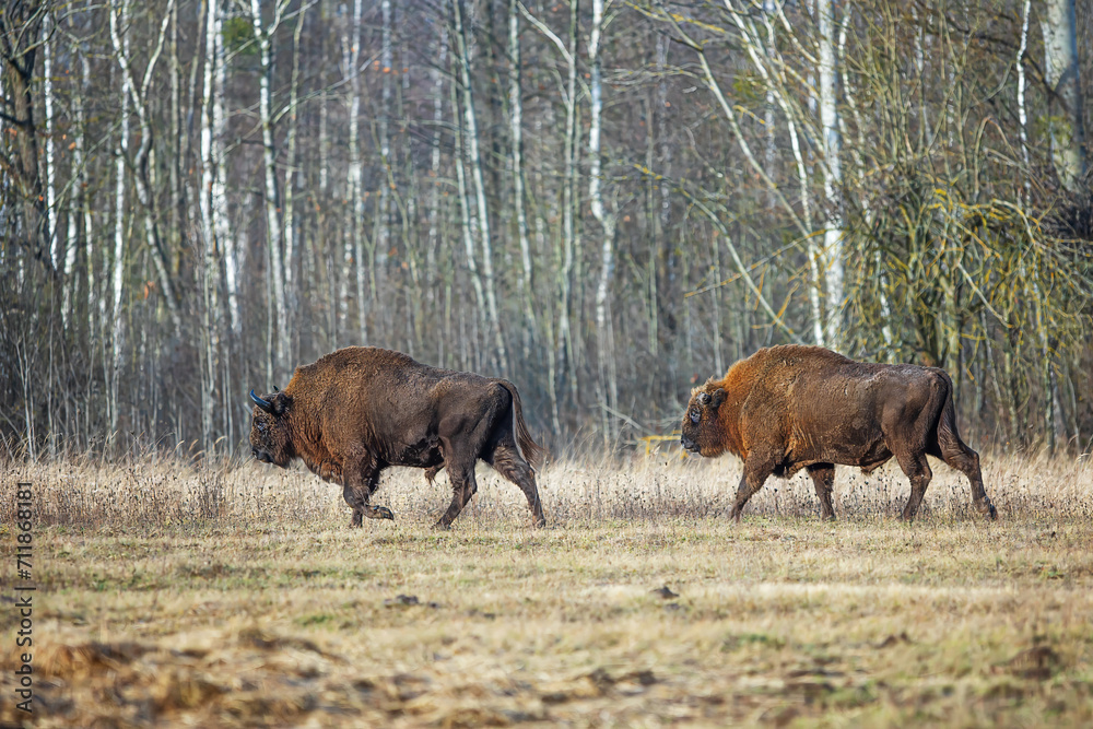 The European bison (Bison bonasus) or the European wood bison The European bison (Bison bonasus) or the European wood bison