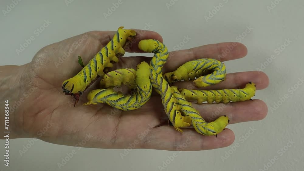 Many yellow caterpillars crawl on the palm. Death head moth. Hawk moth