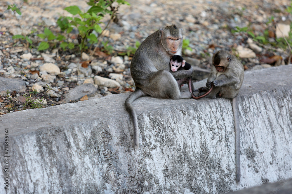 Obraz premium Three monkeys sitting and hugging