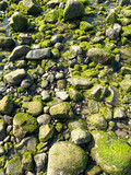 algae covered rocks