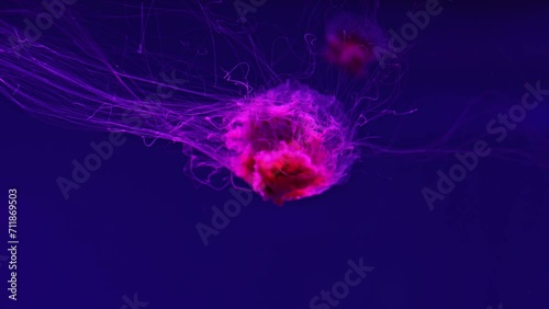 Fluorescent jellyfish swimming underwater aquarium pool with red neon light. The Lion's mane jellyfish, Cyanea capillata also known as giant jellyfish, arctic red jellyfish, hair jelly