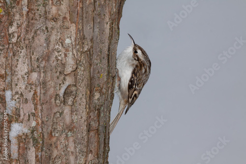 A close up of a Eurasian Treecreeper (Certhia familiaris)