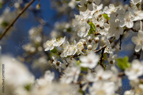 cherry blossoms in the orchard in spring