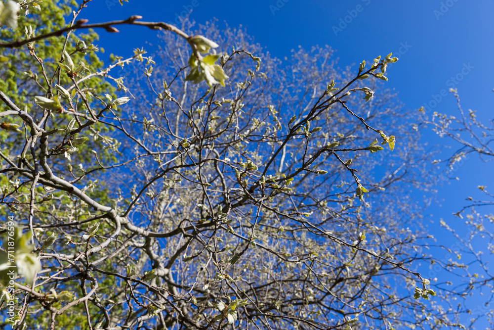 deciduous trees in the forest in the spring season deciduous trees in the forest in the spring season