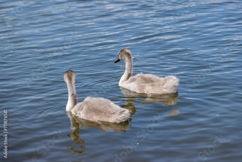 grey chicks of the white sibilant swan with grey down