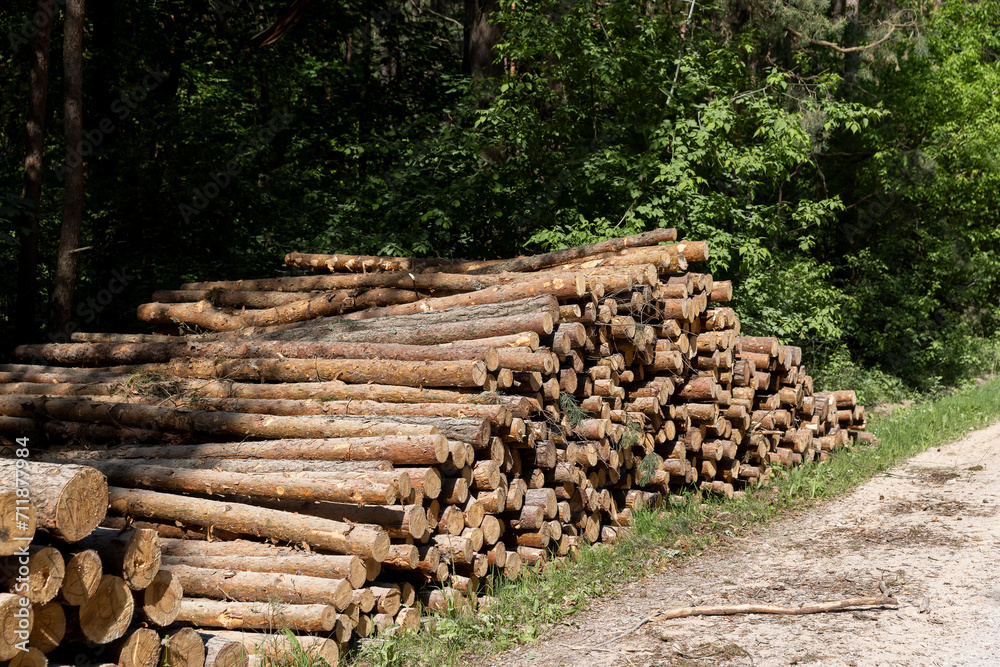 sawn and stacked pine logs in the forest during logging