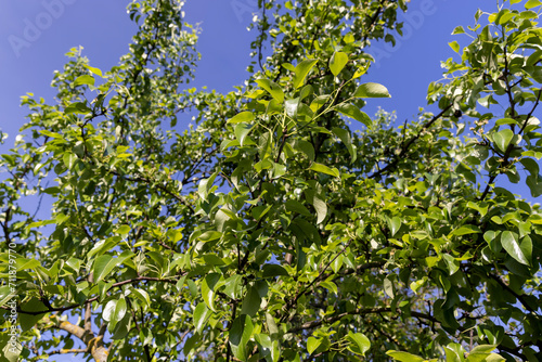 green foliage of a pear in close-up against a blue sky
