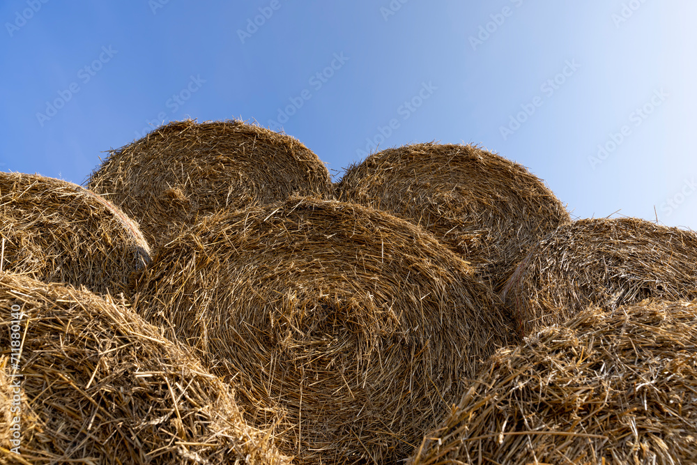 wheat straw collected in stacks after grain harvest wheat straw collected in stacks after grain harvest