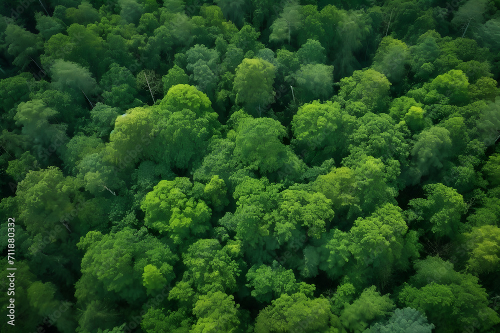 Aerial top view of green trees in forest. Drone view of dense green tree captures CO2. Green tree nature background for carbon neutrality and net zero emissions concept. Sustainable green environment.