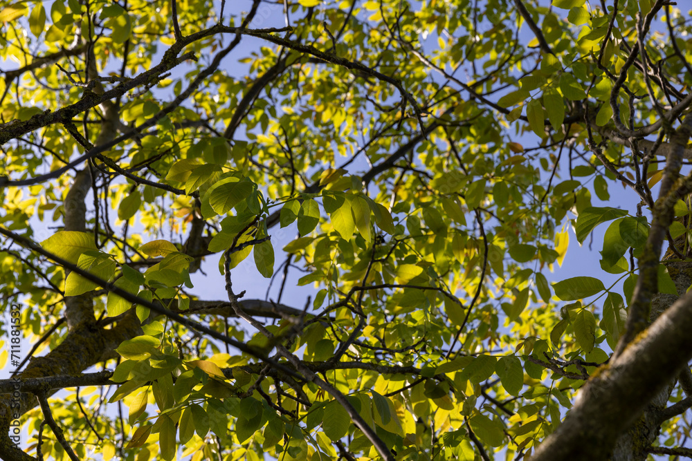Fototapeta premium yellow-green walnut foliage in a fruit garden