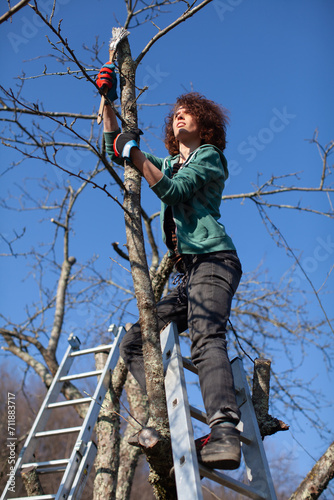 Adult Woman Agriculture Worker on Ladder Applying Protective Healing Plasters on Cut Branch of an Apple Tree in an Orchard