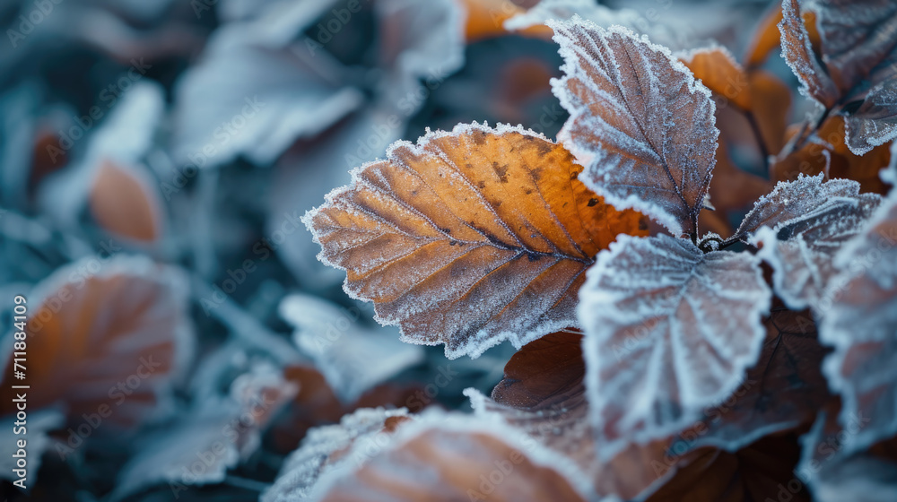 Closeup of a few frozen winter leaves, winter background. Closeup of a few frozen winter leaves, winter background.