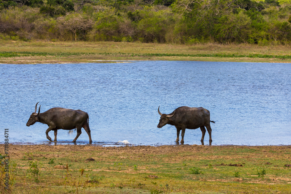 Couple of buffalos walking by the lake in the countryside of Sri Lanka Couple of buffalos walking by the lake in the countryside of Sri Lanka