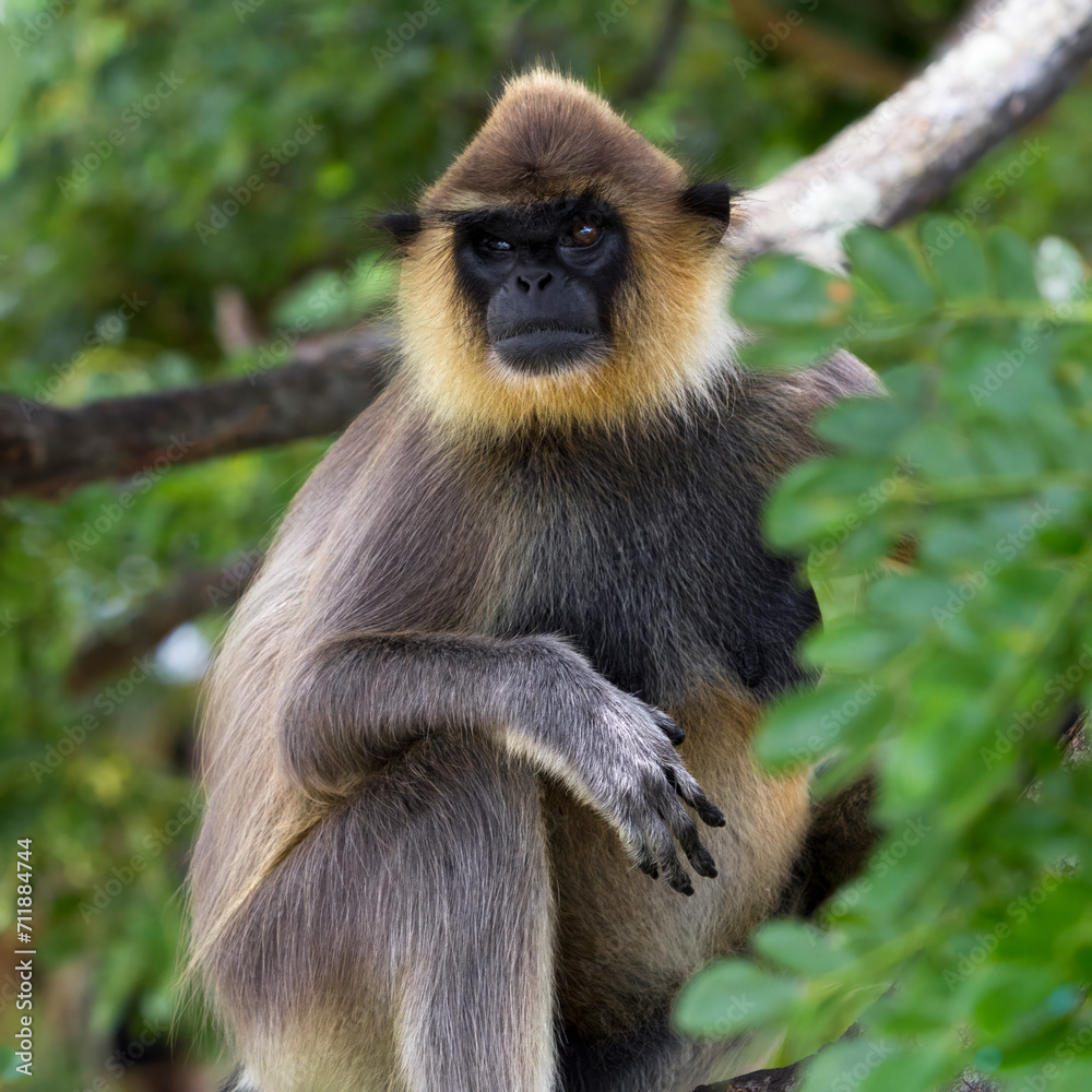 Fototapeta premium Grey langur monkey sitting on a tree in the jungle of Sri Lanka