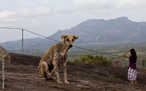 Dog with scabies disease sitting on the ground. Beautiful landscape in Sri Lanka photo