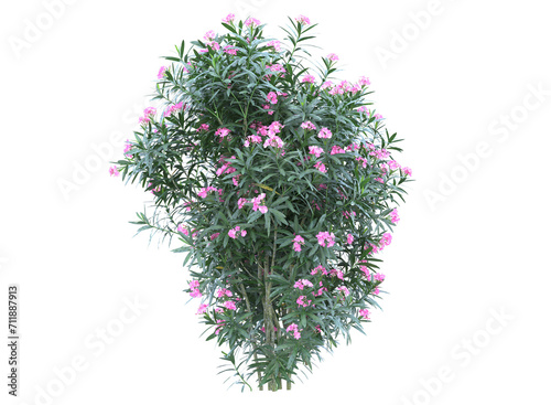 Nerium flowers branch bushes shrub isolated © Poprock3d