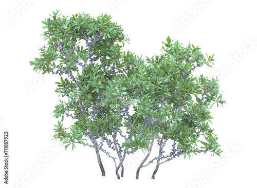 Northern bayberry branch bushes shrub isolated