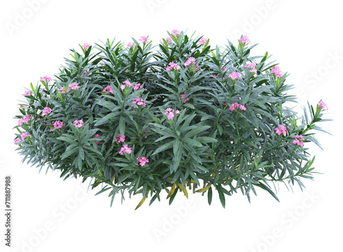 Nerium flowers branch bushes shrub isolated