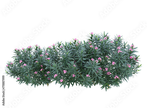 Nerium flowers branch bushes shrub isolated