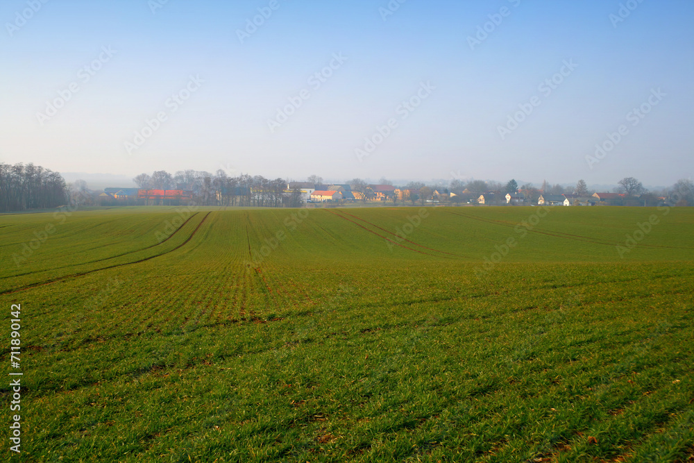 Rural landscape of vast green fields. Rural agricultural nature environment with sown field, crop and furrows.