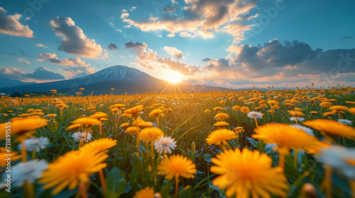 Dandelion field