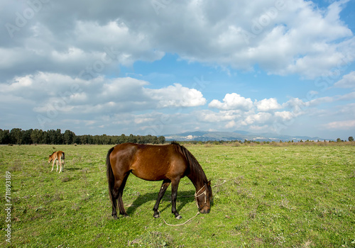 Green meadow landscape, beautiful adult horse. Nature view.