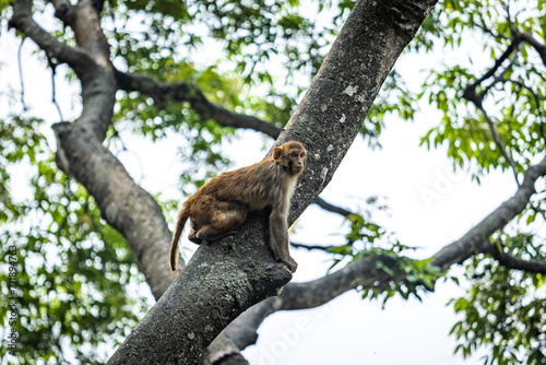 Photography monkey on a tree