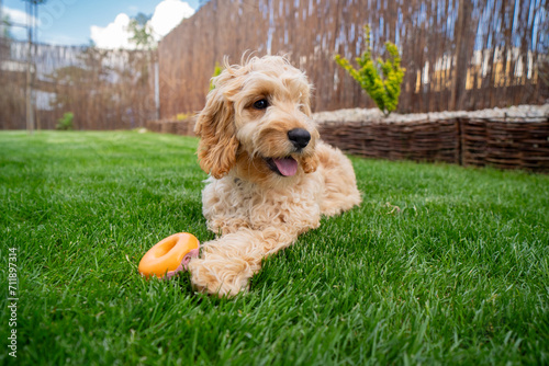 Canvas Print Cute dog portrait in the garden