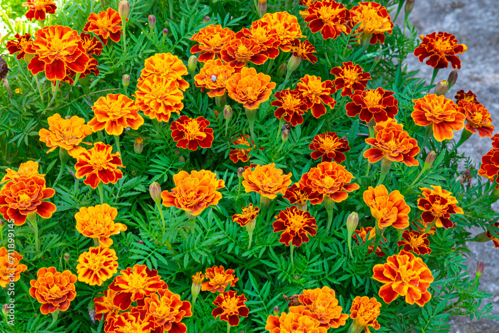 A bouquet of orange tagetes