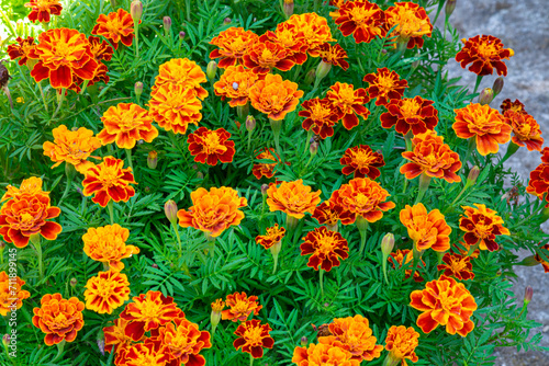 A bouquet of orange tagetes