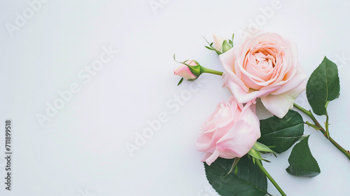 Special roses for Valentine's Day. For Mother's Day and Special occasions. Backgrounds. surprises. flowers photo