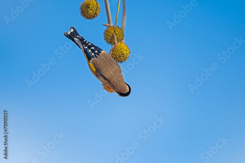 European Goldfinch (Carduelis carduelis) feeding on the seeds of the Chenar tree. photo