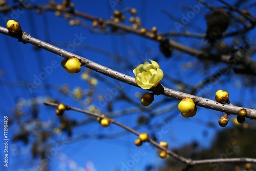 Wintersweet (Japanese allspice) flowers and seeds. Calycanthaceae deciduous shrub. Blooms fragrant yellow flowers from January to February. photo