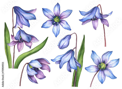 Watercolor spring flowers set, hand drawn illustration of snowdrops, floral elements isolated on white background.
